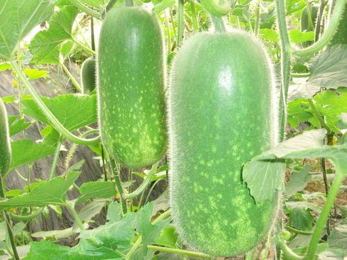 梁山大瓜爆料视频最新,最新视频爆料梁山好汉真相